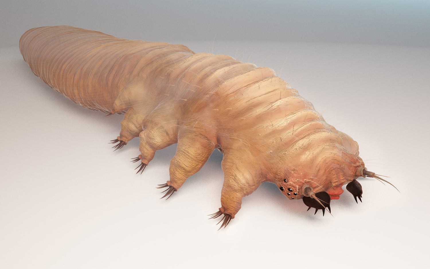 Demodex: mikroskopinės erkutės ant mūsų odos.